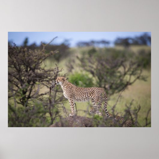 Prachtige Cheetah Beauful Cat Photo Poster (Voorkant)