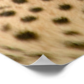 Prachtige Cheetah Beauful Cat Photo Poster (Hoek)