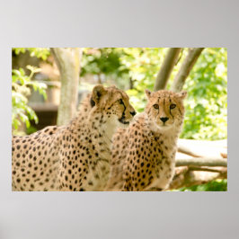 Prachtige Cheetah Beauful Cat Photo Poster