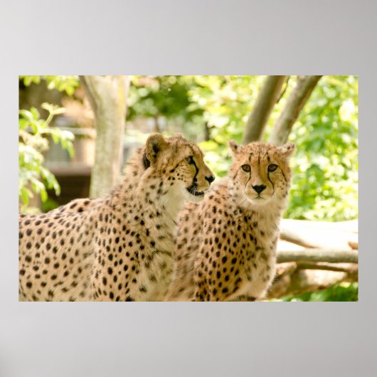 Prachtige Cheetah Beauful Cat Photo Poster (Voorkant)