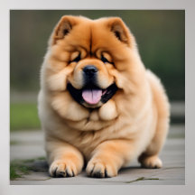 Prachtige Chow Chow