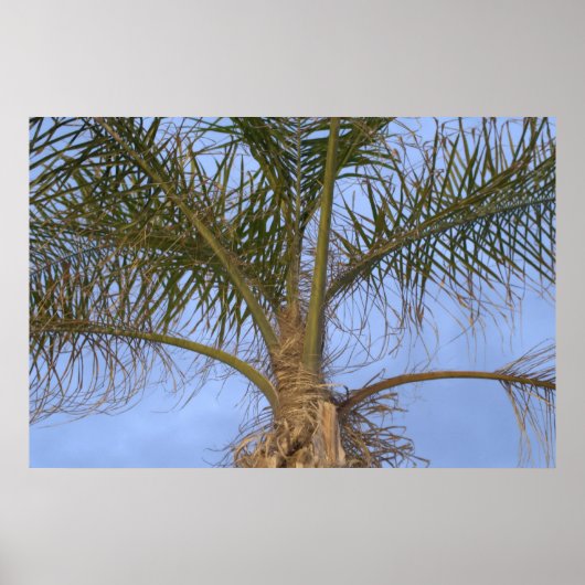 Prachtige close-up palmboom poster (Voorkant)