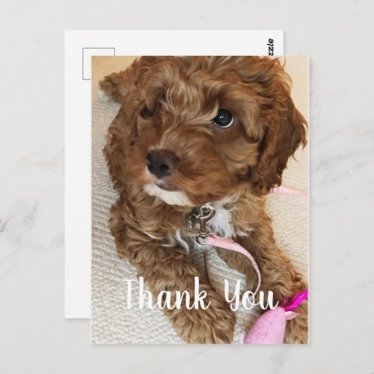 Prachtige Cockapoo Puppy Dank u kaart (Voorkant / Achterkant)