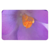 Prachtige Crocus Premium Magnet Magneet (Horizontaal)