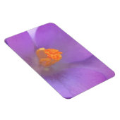 Prachtige Crocus Premium Magnet Magneet (Rechterzijde)