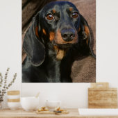 Prachtige dachshund dierportret poster (Keuken)