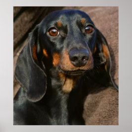 Prachtige dachshund dierportret poster