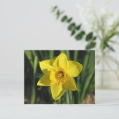 Prachtige Daffodil Briefkaart (Staand voorkant)