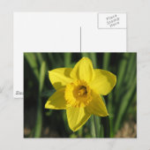 Prachtige Daffodil Briefkaart (Voorkant / Achterkant)
