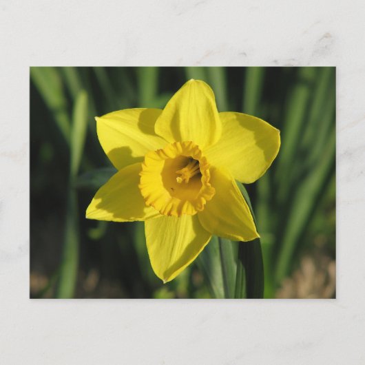 Prachtige Daffodil Briefkaart (Voorkant)