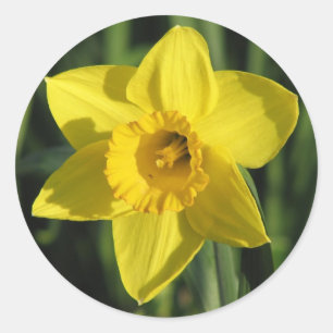 Prachtige Daffodil Ronde Sticker