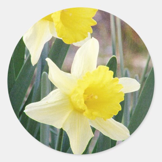 Prachtige Daffodils Ronde Sticker (Voorkant)