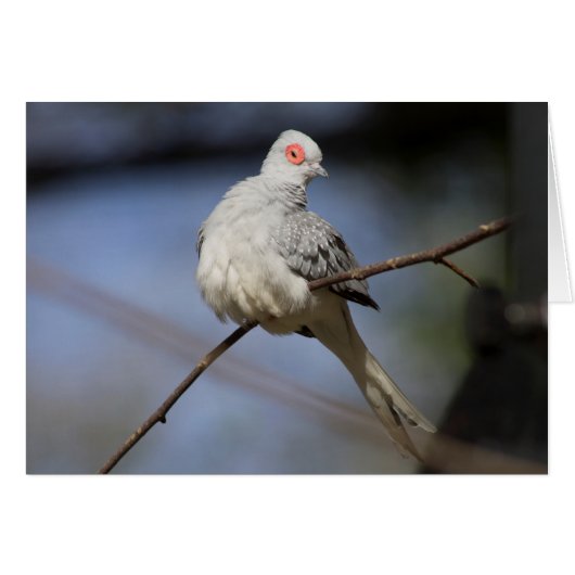 Prachtige Diamond Dove (Voorkant Horizontaal)