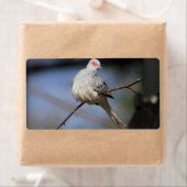 Prachtige Diamond Dove Etiket (Insitu)