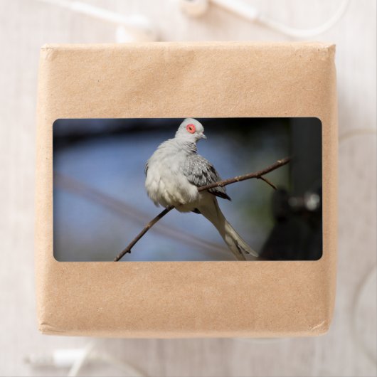 Prachtige Diamond Dove Etiket (Insitu)