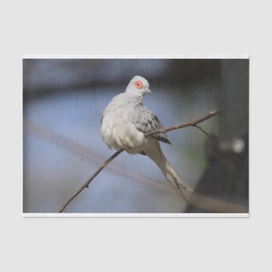 Prachtige Diamond Dove Tissuepapier (Voorkant)