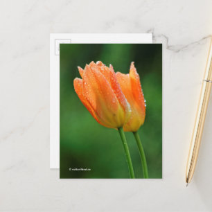 Prachtige, diepgekust pastel Oranje Tulpen Briefkaart