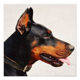 Prachtige Doberman Pinscher Foto Afdruk