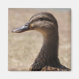 Prachtige Duck Posing Photo Magnet