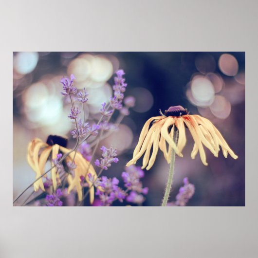 Prachtige Elegant Dreamweaver Coneflowers Lavender Poster (Voorkant)