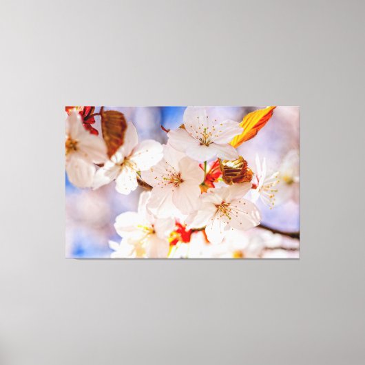 Prachtige en elegante kersenbloesems in de lente canvas afdruk (Voorkant)