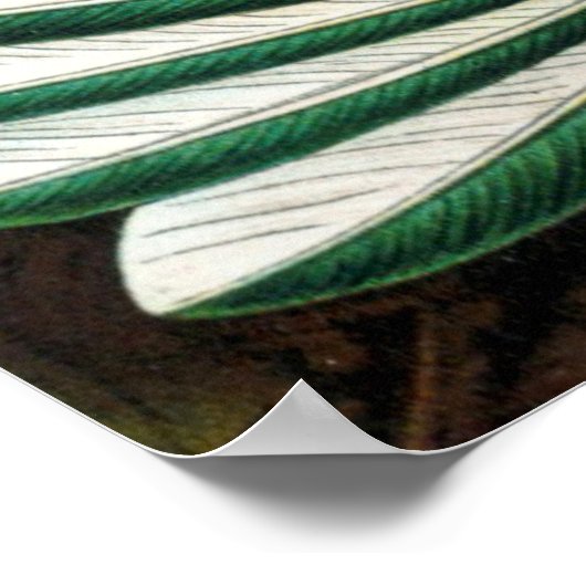 Prachtige Ernst Haeckel Hummingvogels Poster (Hoek)