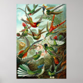 Prachtige Ernst Haeckel Hummingvogels Poster (Voorkant)