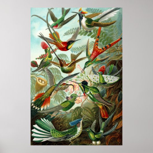 Prachtige Ernst Haeckel Hummingvogels Poster (Voorkant)