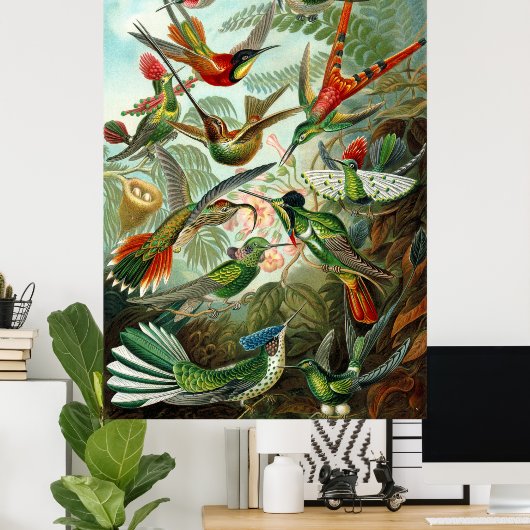 Prachtige Ernst Haeckel Hummingvogels Poster (Thuiskantoor)