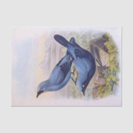 Prachtige, exotische blauwe vogels  illustratie tissuepapier