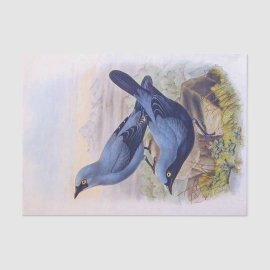 Prachtige, exotische blauwe vogels  illustratie tissuepapier (Voorkant)