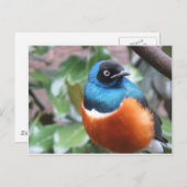 Prachtige exotische vogel uitgevoerd briefkaart (Voorkant / Achterkant)