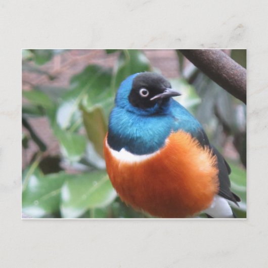 Prachtige exotische vogel uitgevoerd briefkaart (Voorkant)