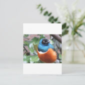 Prachtige exotische vogel uitgevoerd briefkaart (Staand voorkant)