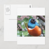 Prachtige exotische vogel uitgevoerd briefkaart (Voorkant / Achterkant)