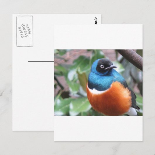 Prachtige exotische vogel uitgevoerd briefkaart (Voorkant / Achterkant)