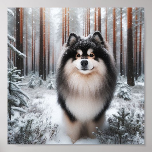 Prachtige Finse Lapphund Poster (Voorkant)