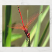 Prachtige firecracker Dragonfly Acrylverf Bier Etiket (Enkel label)
