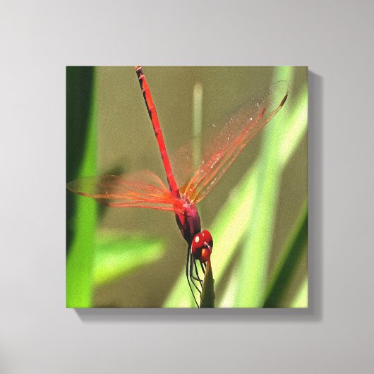 Prachtige firecracker Dragonfly Acrylverf Canvas Afdruk (Voorkant)