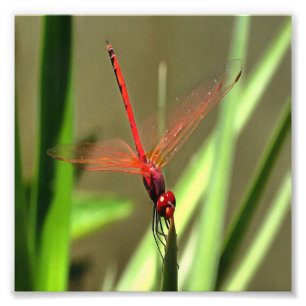Prachtige firecracker Dragonfly Acrylverf Foto Afdruk