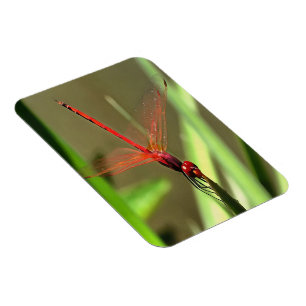 Prachtige firecracker Dragonfly Acrylverf Magneet