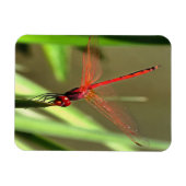 Prachtige firecracker Dragonfly Acrylverf Magneet (Horizontaal)