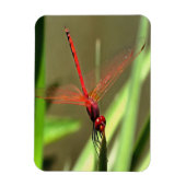 Prachtige firecracker Dragonfly Acrylverf Magneet (Verticaal)