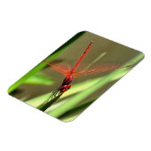 Prachtige firecracker Dragonfly Acrylverf Magneet (Linkerzijde)