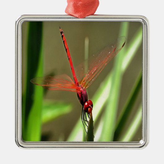 Prachtige firecracker Dragonfly Acrylverf Metalen Ornament (Voorkant)