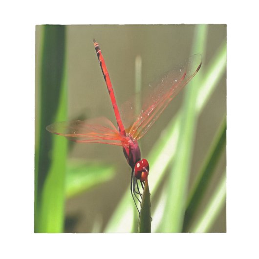 Prachtige firecracker Dragonfly Acrylverf Notitieblok (Voorkant)