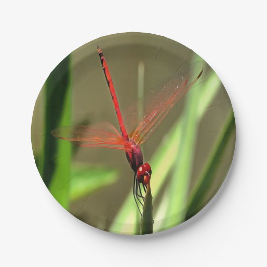 Prachtige firecracker Dragonfly Acrylverf Papieren Bordje (Voorkant)