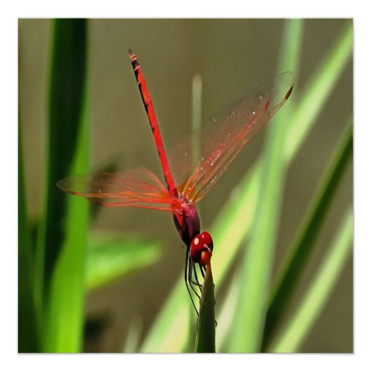 Prachtige firecracker Dragonfly Acrylverf Perfect Poster (Voorkant)
