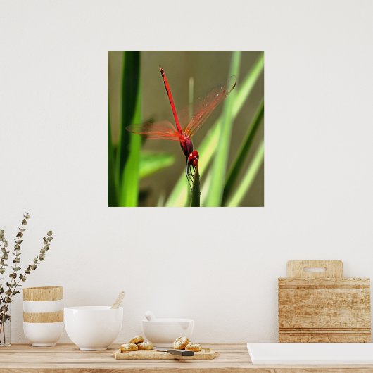 Prachtige firecracker Dragonfly Acrylverf Poster (Keuken)