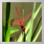 Prachtige firecracker Dragonfly Acrylverf Poster (Voorkant)